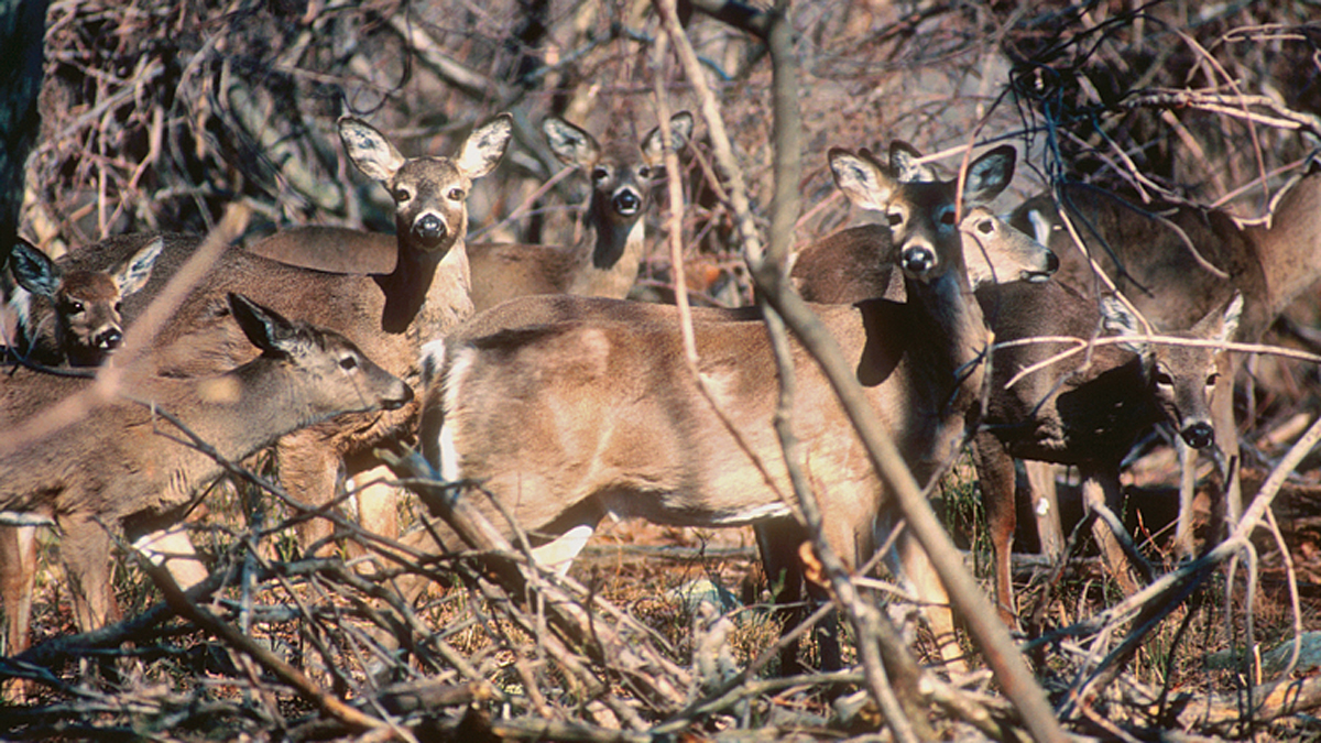 Watch Out for Moose, Deer on the Roads: DEEP