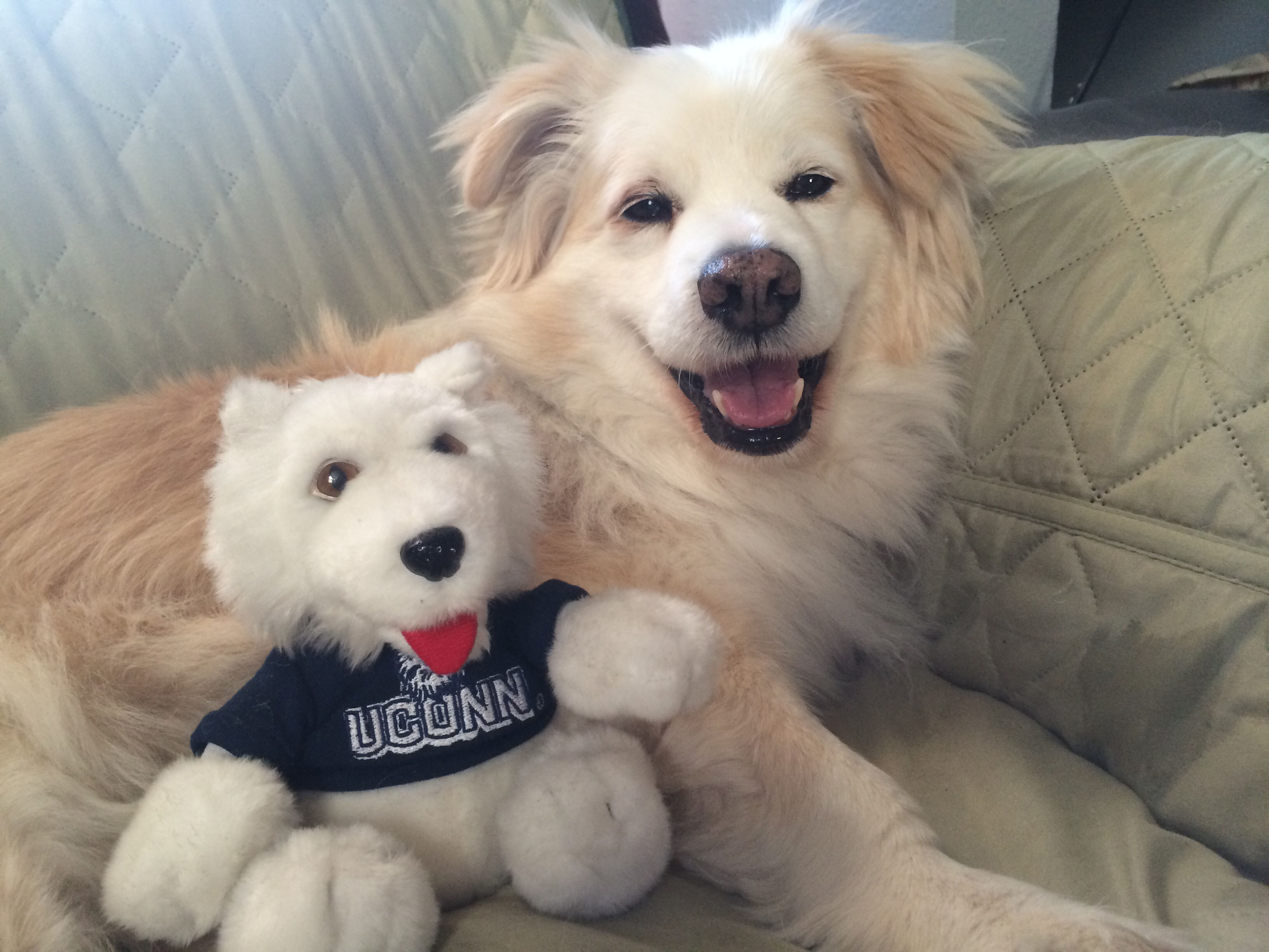 Dog Pound Challenge Serves to Help Animal Rescues