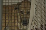 65 Dogs Seized From Bethlehem Animal Rescue