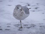 Late January Snow