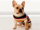 Holiday Shopping Guide: Gifts for Pets