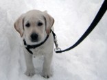 Your Kids and Pets in the Snow