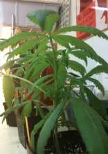 New Medi-Pot Tax Approved in Oakland