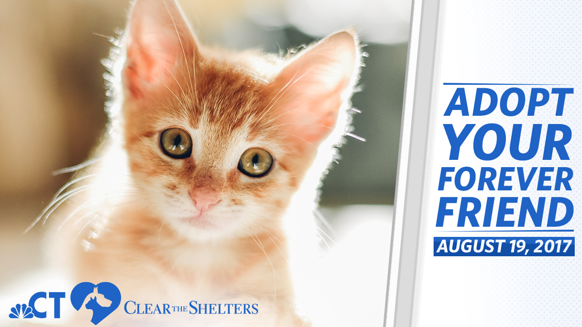 Full List of CT #ClearTheShelters Locations for Today