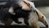 Birth of Anteater Has Zoo Staff Puzzled 