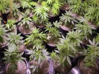 Teen Hires Thugs to Beat Accused Pot Stealer: Cops