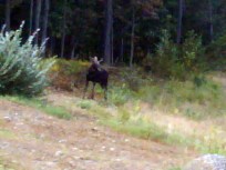 Moose No Longer on the Loose