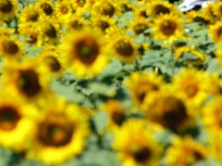 7/17-7/19: Songs, Sunflowers and Sting