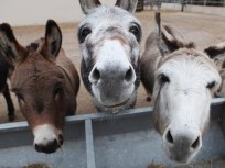 Runaway Horse/Donkey Forces Woman Off Road