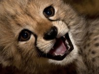 Cheetah 911, Official Wants Zoo to Call You
