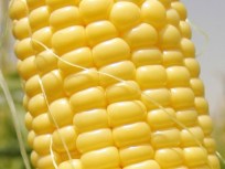 Connecticut Sweet Corn Ice Cream