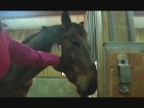 Abused Horses To Be Auctioned To Good Homes