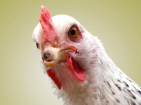 Dangerous Urban Chicken Craze Has Legs