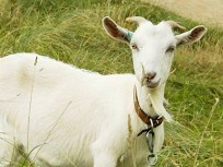 One Last Shot for Fair Food and Goat Judging 