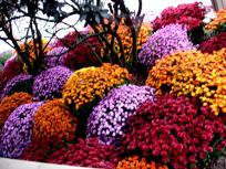 9/21: Flowers, Beer and the End of Summer