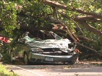 Tree Crushes Car, Kills Woman Inside