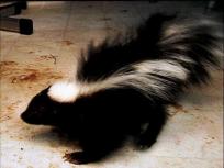 Puppy, Skunks Cause Rabies Scares