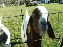 Getting His Goats