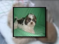 Puppy Dognapped