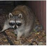 Enfield Police Warn Residents of Rabid Animals