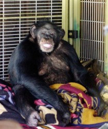 Workers Comp Bill Prompted by Chimp Attack Moves to Senate
