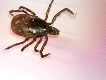Magic Tick Spit Could Prevent Lyme Disease