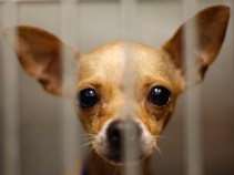 Calling for Change at CT Humane Society