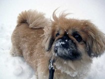 Snow Effects to Linger at Airport