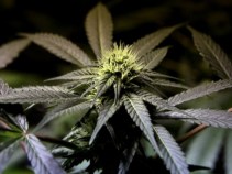 Police: Family Affair Drug Operation