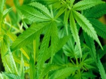 Pot Politics: Bill Would Decriminalize a Tiny Bit