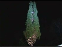 The Most Famous Tree