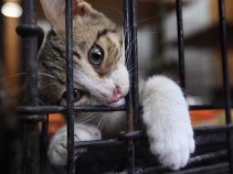 Finances Under Scrutiny at CT Humane Society