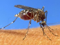 Two Hospitalized with West Nile Virus