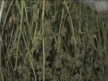 New Haven Pot Bust Suspects in Court