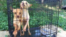 Dogs Found Apparently Abandoned in Cage in Hartford