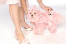 Doggie B & B Prepares to Pamper Pooches