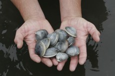 8/21-8/23: Ska, Dogs & Clams
