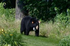 Plainville Bear