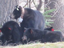 Bears, Moose and Other Wildlife