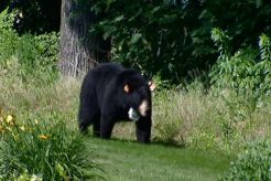 Plainville Bear