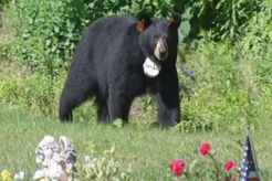Bear Population Increasing in Connecticut