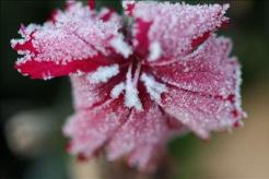 Frost Could Affect Your Plantings