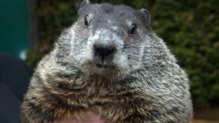 Punxsutawney Phil Says 6 More Weeks of Winter