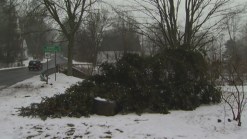 Town Christmas Tree Cut Down