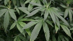 Students to Rally for Marijuana Reform