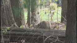 Newington Residents On Alert After Bobcat Sightings