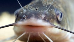 Catfish Stocked for Memorial Day Fishing