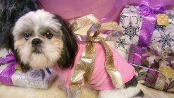 Pamper Your Pooch This Holiday Season