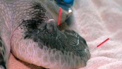 Slow Pokes: Sea Turtle Acupuncture
