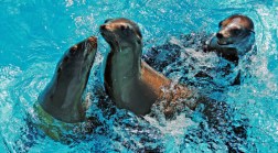 Name That Sea Lion